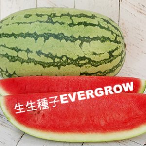 WATERMELON F1 - Medium Large Type