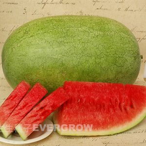 WATERMELON F1 - Long Shelf Life Charlestonegray Type