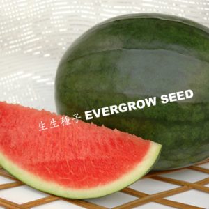 WATERMELON F1 - Seedless Type