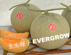 MUSKMELON F1 – Orange Flesh