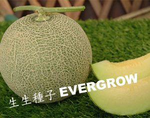 MUSKMELON F1 - Green Flesh