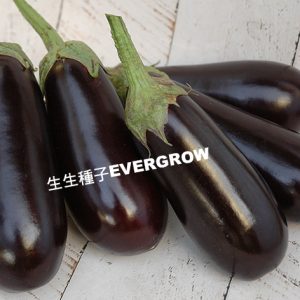 EGGPLANT F1 - Western Type