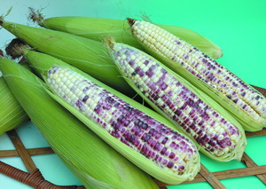 Purple Glutinous Corn