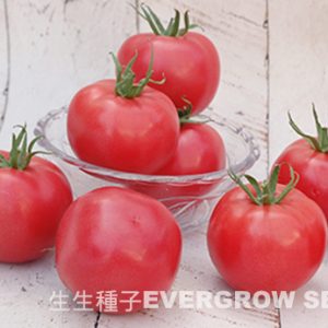 4146 SAKURA TARO (Peach-Red Tomato)