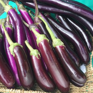 EGGPLANT F1 - Oriental Long Slender Type