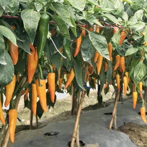 HOT PEPPER F1 - Specific Type