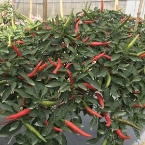 HOT PEPPER F1 - Up-Right Type