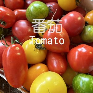 01. TOMATO F1