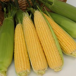 Super Sweet Corn