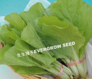 Non-heading Chinese Cabbage – 23002 CHIU-FONG F1